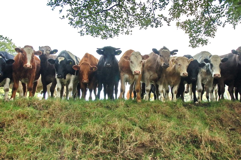 Mutant cows die in GM trial
